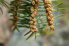 [팔공산은 천상의 화원] 겨울에 돋보이는 나무, 상록수