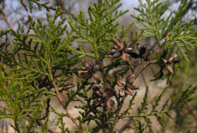 [팔공산은 천상의 화원] 겨울에 돋보이는 나무, 상록수