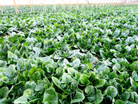 [신 팔도명물] 극강의 단맛·은은한 짠맛 자랑…경북 동해안 시금치