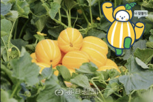 [유통특집] 설 선물 성주참외, 주고 받는 모든 사람 행복할 것