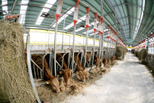 축산분야 경쟁력 높이기! 청송군 지원사업 팔 걷어