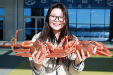 울진대게 품질보증제 실시…왕돌초 박달대게와 홑게 타이 부착