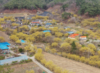 노랗게 물든 봉화 띠띠미 마을 30일 시 낭송회 열린다