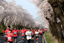 “벚꽃 비 맞으며 달려요”…'경주 벚꽃마라톤대회' 6일 보문관광단지서