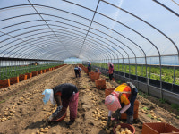 경북 고령 특산물 ‘개진 하우스 감자’ 첫 출하