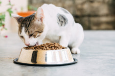 [박순석의 동물병원 24시]   ‘고양이 괴질’ 과 ‘사료’