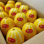 [임터뷰] 성주 참외 수많은 효능처럼 농촌 살리는 다양한 역할 하고파