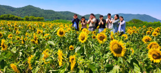 [포토뉴스] 안동 낙동강변 해바라기 샛노란 물결따라 힐링