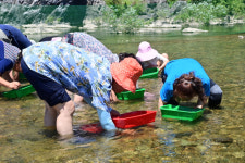 청송에 다슬기 잡으러 오소~ 다슬기 축제 31일 개막