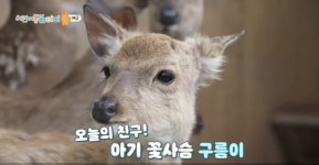 [TV] 아기 꽃사슴 구름이와 랙돌 고양이 릴리