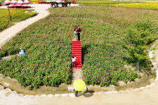 1억 송이 백일홍 핀 산소카페 청송정원 개장