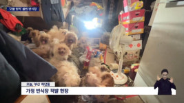 냉장고엔 개 사체 10구…도심 한복판에 가정번식장 버젓이