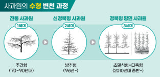 경북도, 경북형 평면 사과원으로 사과주산지 명성 회복한다