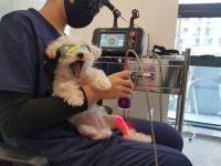 [박순석의 동물병원 24시] 반려견에 흔한 슬개골탈구