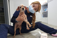 [박순석의 동물병원 24시]  MZ세대 동물간호사의 덕목