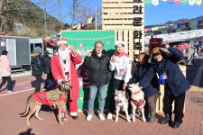 [포토뉴스] 봉화 산타마을서 반려견들도 겨울축제 즐긴다