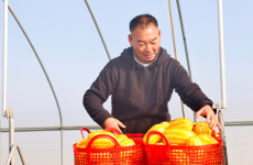 성주참외 첫 출하…황금빛 수확 시작