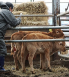 독일서 구제역 발생…농식품부, 독일산 돼지고기 수입금지