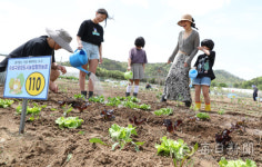 [포토뉴스] 팔현농장 텃밭 분양받은 도시농부들