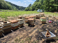 경북 봉화 양봉장서 불…70대 남성 2명 화상