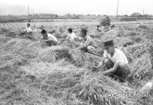 [김태형의 찰나의 순간 역사적 기록] (43)1960년대 보리타작