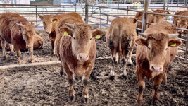 [우리들의 고향 의성]<9> 한국인의 소울푸드, 한우, 의성마늘소