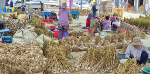 [우리들의 고향 의성]<9> 한국인의 소울푸드, 한우, 의성마늘소