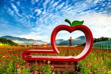 청송군, 가을 꽃 향기 가득한 산소카페 청송정원 9월 1일 개장