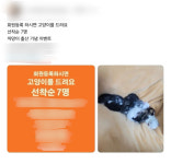 필라테스 회원되면 고양이 드려요…동구서 무허가 분양 의혹
