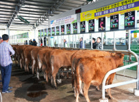 경북 영천축협, 스마트 가축시장 플랫폼 구축사업 완료