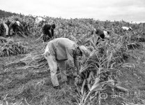 김태형의 찰나의 순간 역사적 기록 <50> 1965년 근대유산, 하양 무학농장