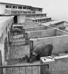 김태형의 찰나의 순간 역사적 기록 <50> 1965년 근대유산, 하양 무학농장