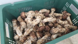 [르포]산이 내어준 황금버섯, 봉화 공판장엔 올해 다시 송이 향이 피어났다