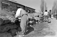 [김태형의 찰나의 순간 역사적 기록]  1974년 통일벼 추곡 수매