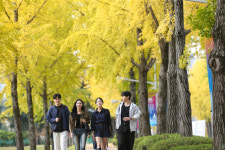 [사진] 가을이 머문 길… 대구가톨릭대 캠퍼스가 금빛으로 물들다