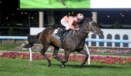 [박순석의 동물병원 24시] 전설의 명마부터 우리집 개르신까지 동물재활의 기적