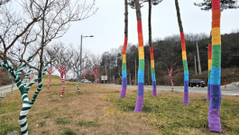 경북 도청대로 가로수, 알록달록 겨울옷으로 새단장