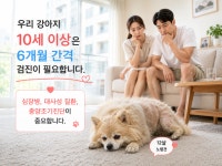 [박순석의 동물병원 24시] 동물의료도 고령화 시대