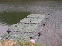 토종어종 활기찬 번식 기대