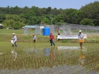 ‘우렁이 벼농사’ 친환경쌀 생산