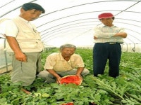 이젠 출하만 남았는데…