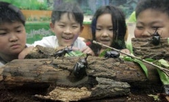 “장수풍뎅이 이렇게 생겼구나”