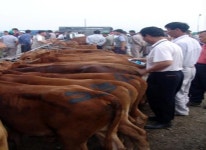 쇠고기 한판승부 승패는 소비자몫