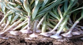 “단양마늘 대박났네”