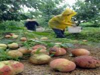 수확 앞두고 순식간에 ‘쑥대밭’