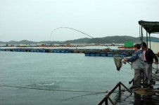 오동통 전어 꿈틀… “가을아 반갑다”