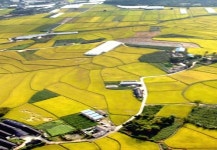 서남부 마지막 ‘황금들녁’