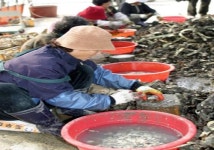 “제철 맞은 싱싱한 햇굴 맛보세요”