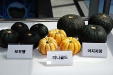 단호박 ‘진천 특산품’ 급부상