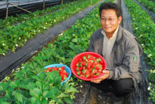 “겨울딸기 풍년이오”